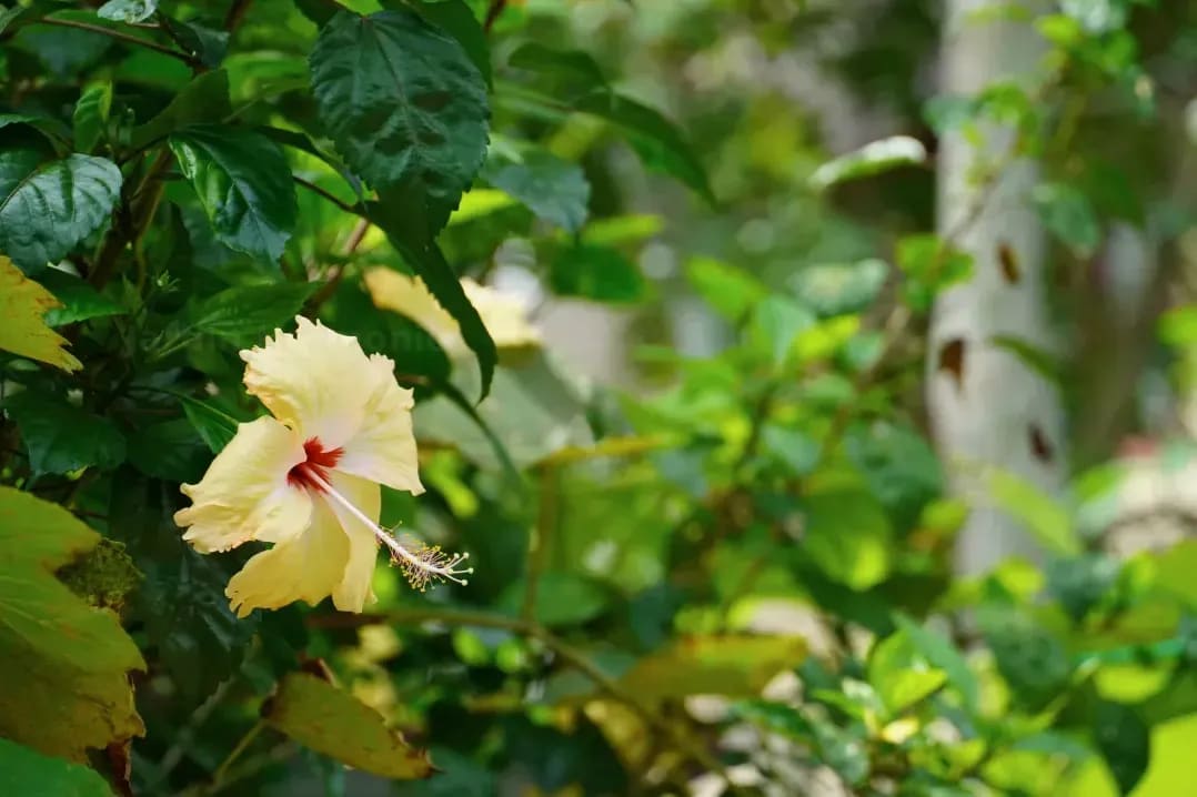 Jardin Harmonie 7